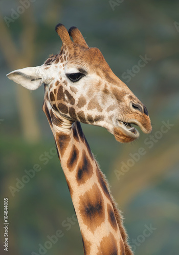 Giraffe head closeup, clean background, Kenya, Africa