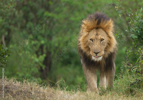 Male lion walking towards phographer  Kenya  Africa