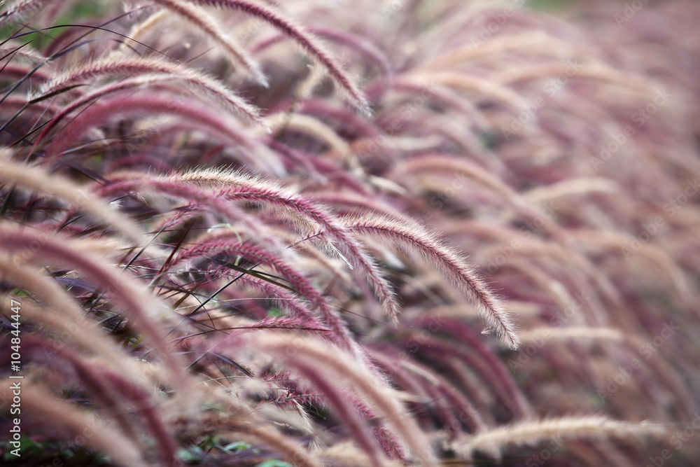 reeds grass reeds grass