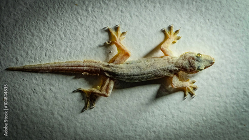 Yellow colored gecko sitting on a white wall in the middle of a white spot