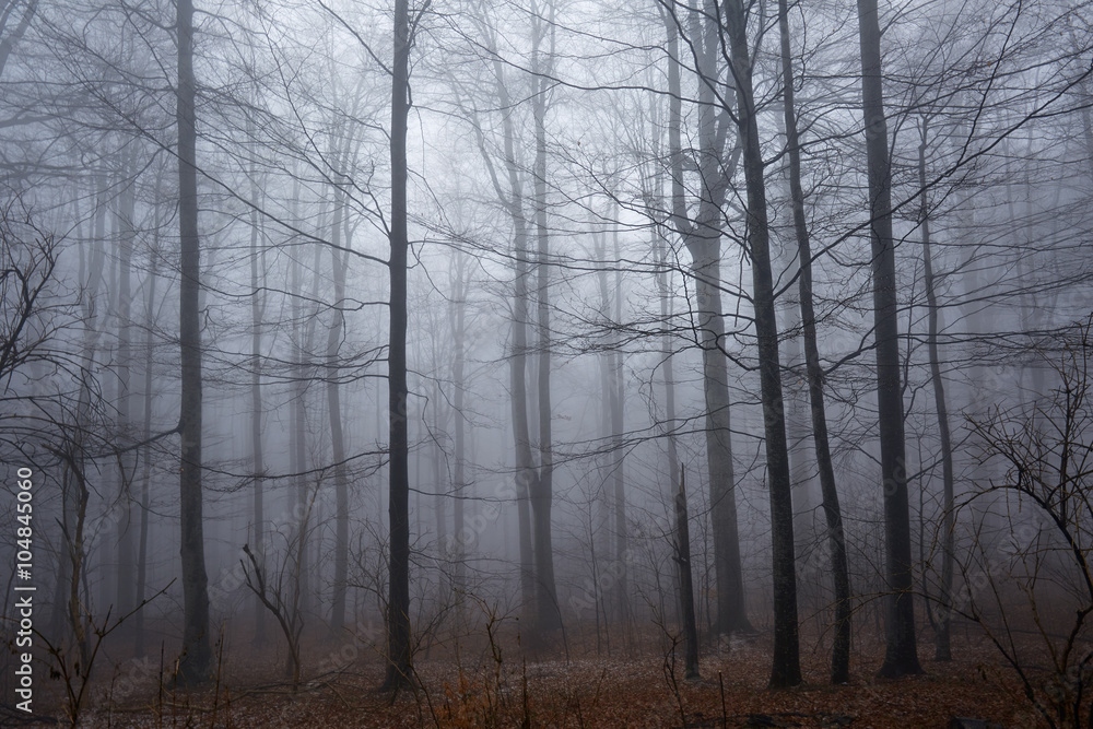 Spooky forest and mist Spooky forest and mist