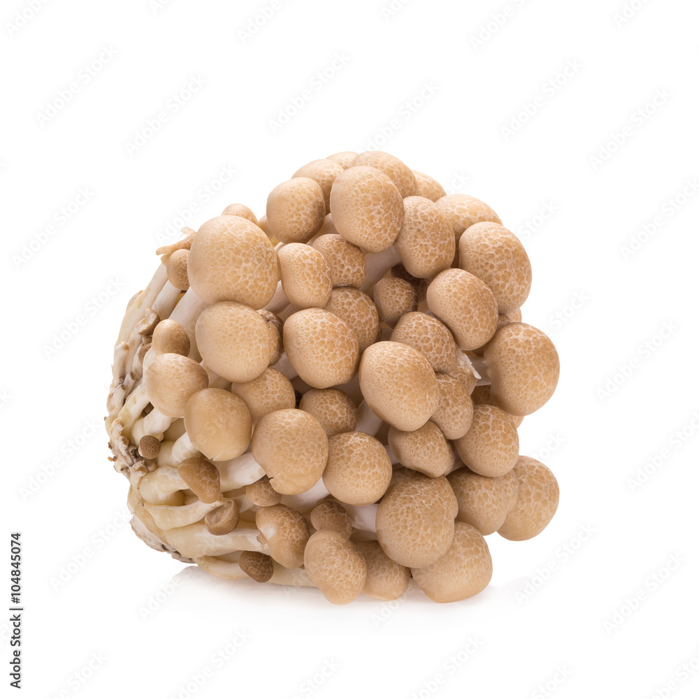 shimeji mushrooms brown varieties on white background shimeji mushrooms brown varieties on white background