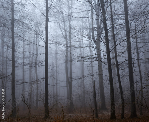 Spooky forest and mist
