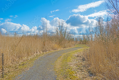 Path through reed in winter