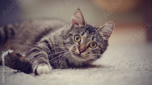 Portrait of a striped cat with yellow eyes © Azaliya (Elya Vatel)