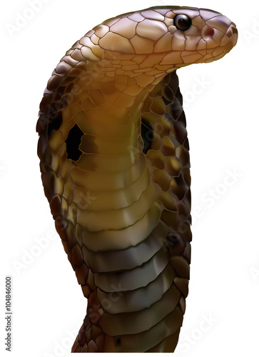 King Cobra detail (Ophiophagus hannah) - Photo Realistic Illustration, Vector