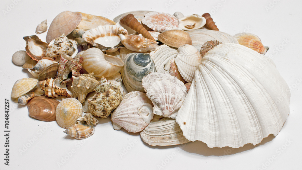 decoration with shell / the composition consists a shell decoration with shell / the composition consists a shell