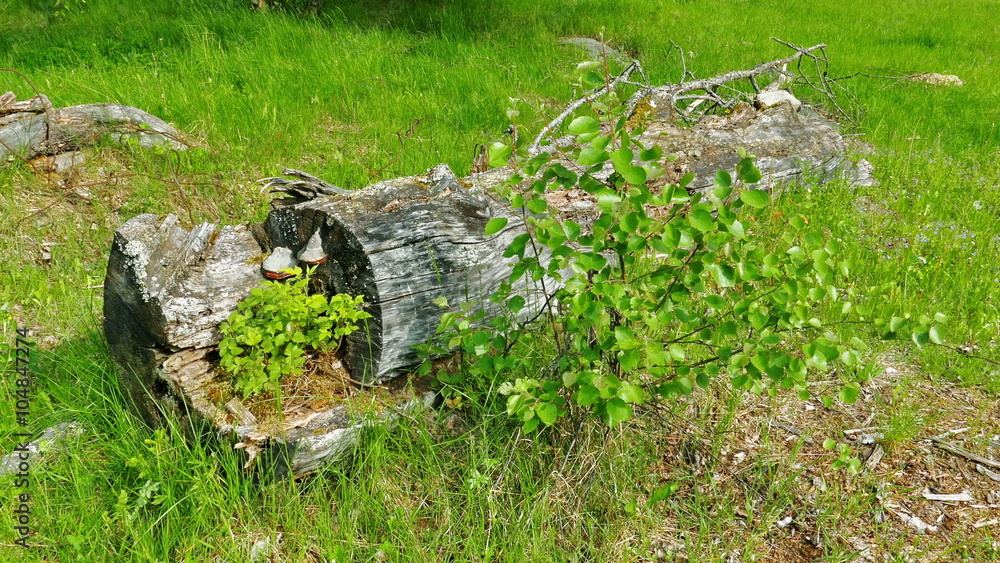 Wood Obsolege Log in Green Grass Wood Obsolege Log in Green Grass