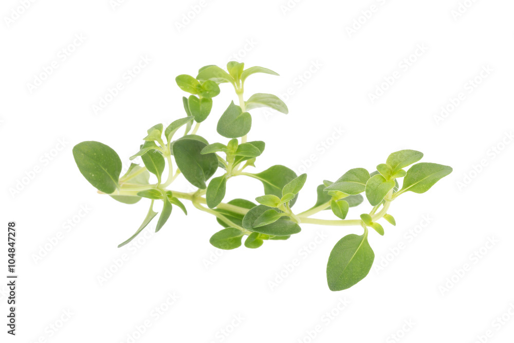 thyme plant on white background thyme plant on white background