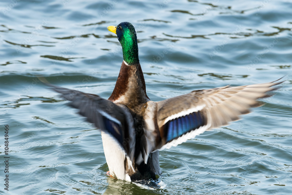 Fototapeta premium 開翼するマガモ