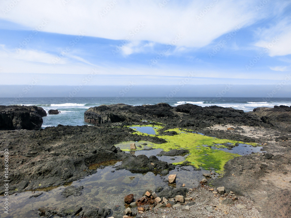 Fototapeta premium Pacific ocean cost tidal pools with algae in summer - landscape color photo