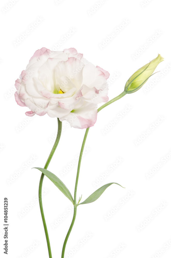Beauty light pink flower isolated on white. Eustoma Beauty light pink flower isolated on white. Eustoma