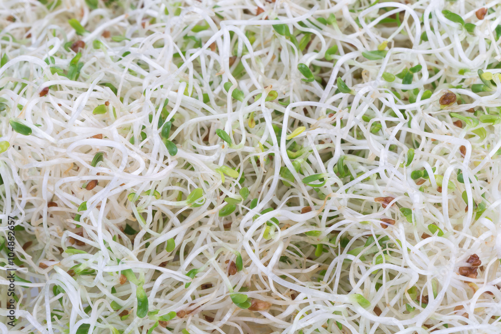 Sprouted alfalfa seeds on a white background