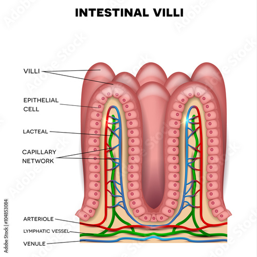 Intestinal villi anatomy, small intestine lining