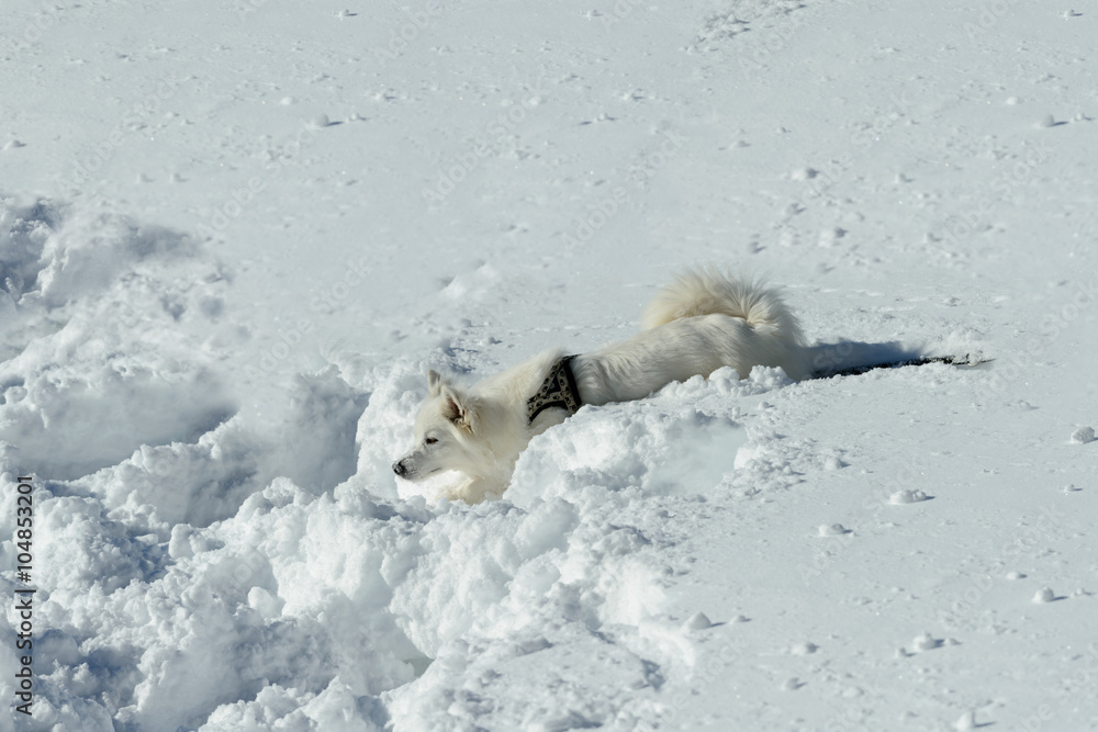 White Shepherd White Shepherd