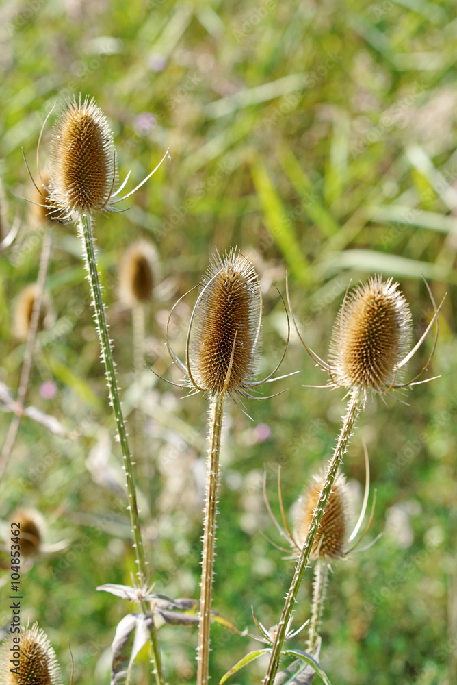 Distel im Herbs Distel im Herbs