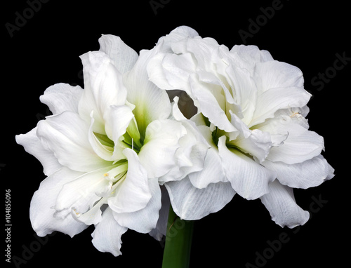 Amaryllis (Hippeastrum) double flowering Alfresco