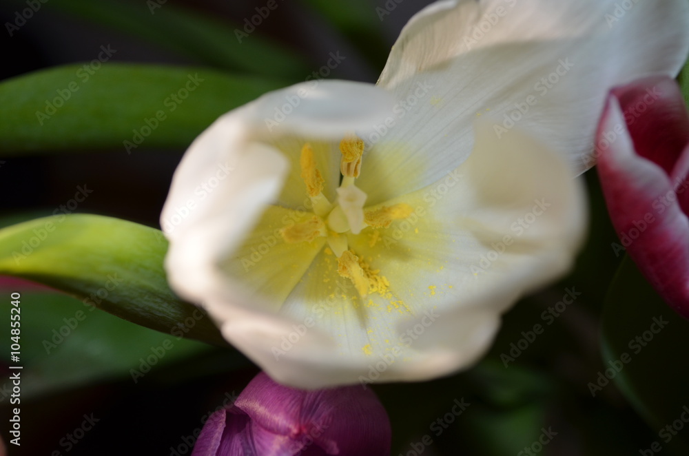 Tulpe Tulpe