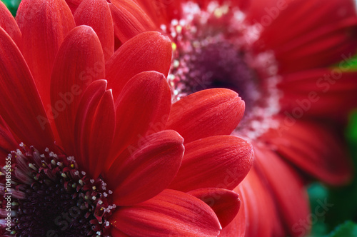 Fototapeta Naklejka Na Ścianę i Meble -  Red flower Gerber