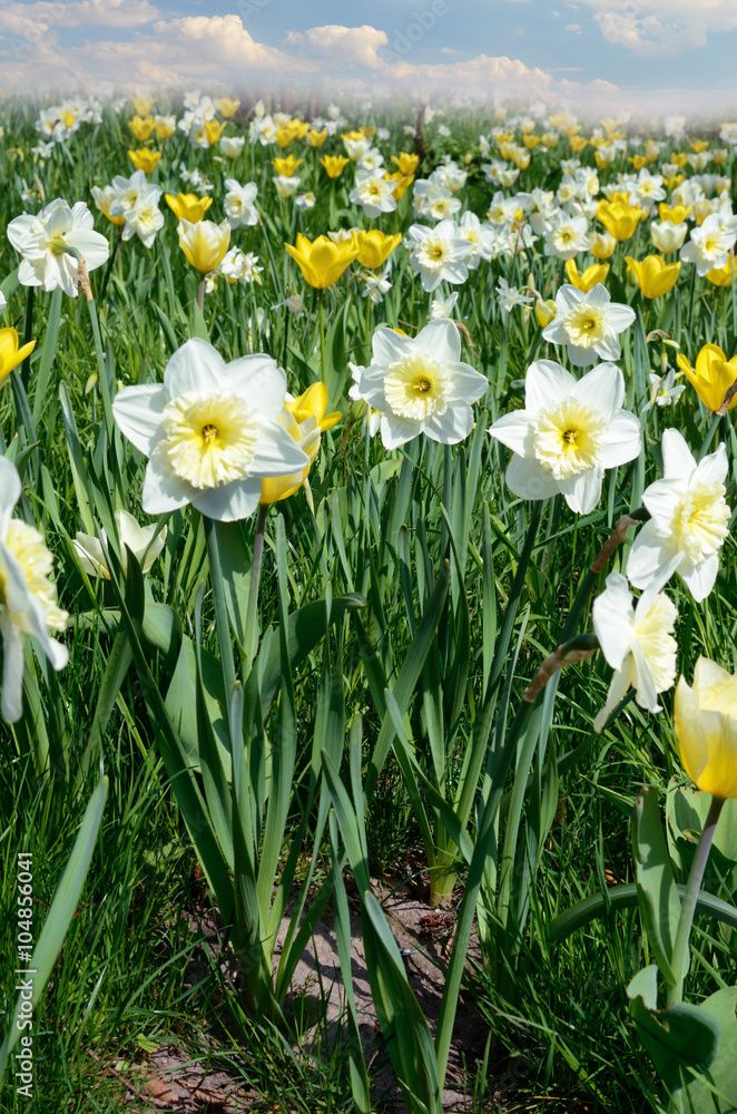 Beautiful spring landscape with daffodils Beautiful spring landscape with daffodils