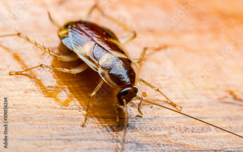 Close up cockroach on the wooden floor 