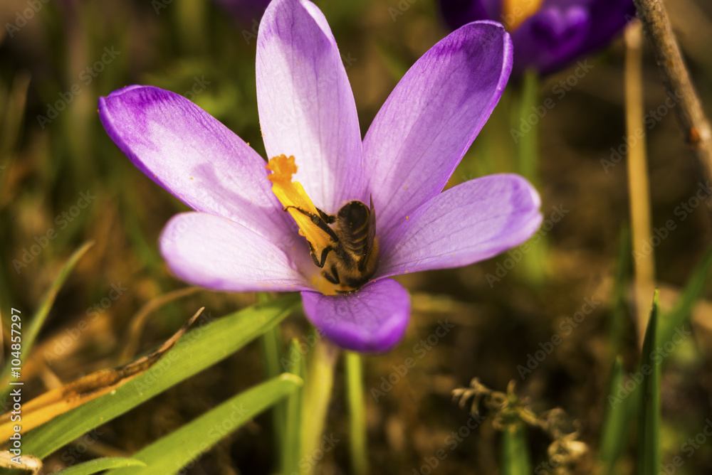 Fototapeta premium Violet snowdrop with bee