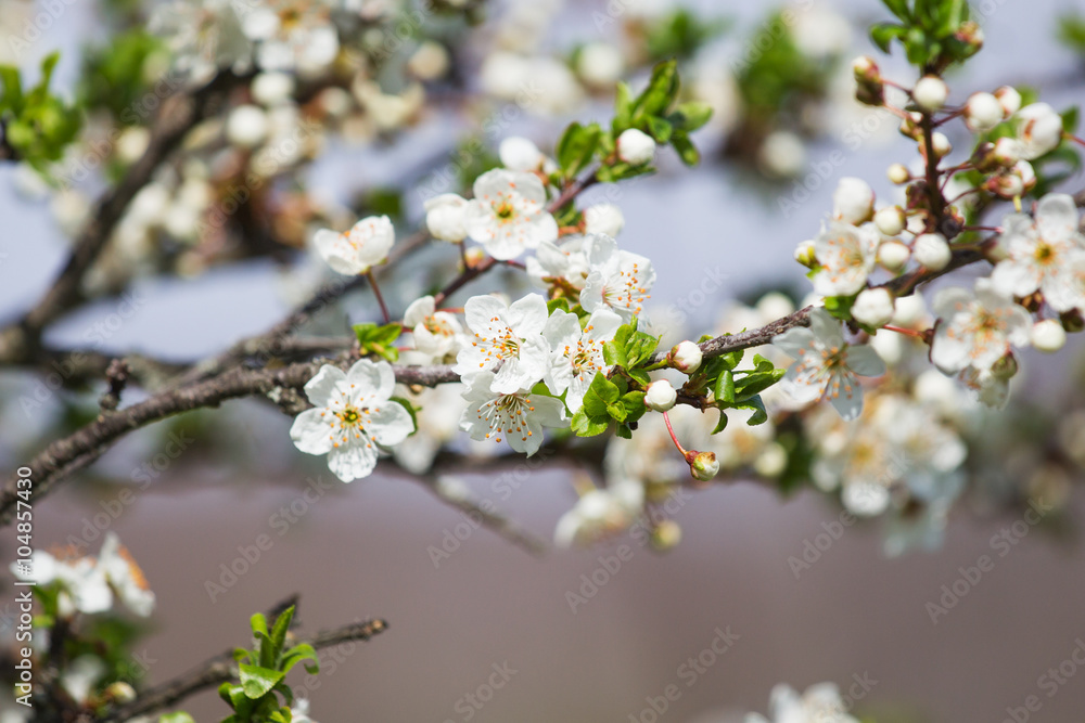 Obraz premium Tree Bloom in Spring