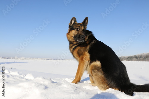 Собака немецкая овчарка сидит на снегу зимним днем  © keleny