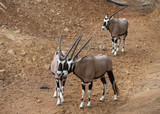 Oryx gazella together