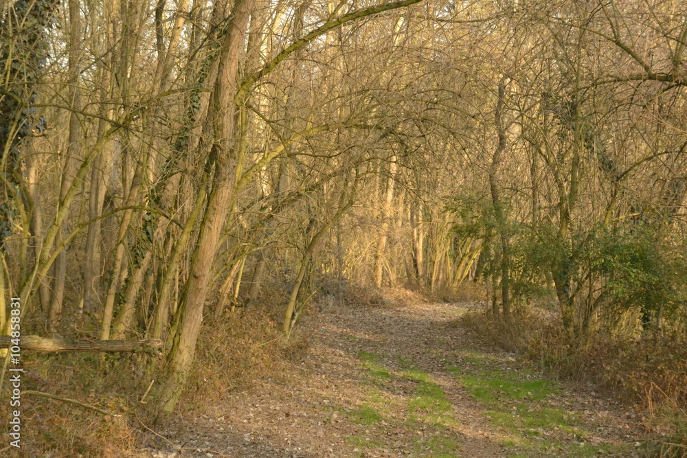 trees trees