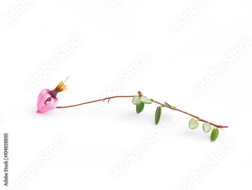 Flower of cranberry plant isolated on white background photo