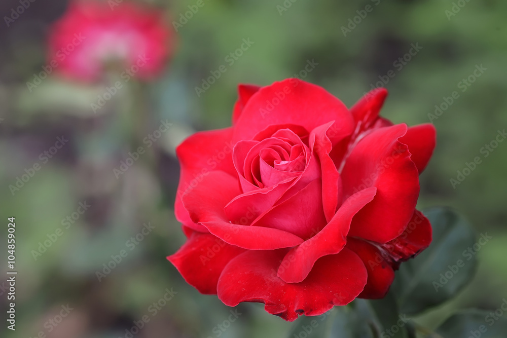 Red rose as a natural and holidays background Red rose as a natural and holidays background