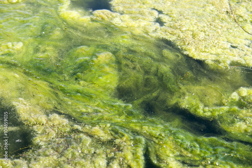green algae patterns on the water