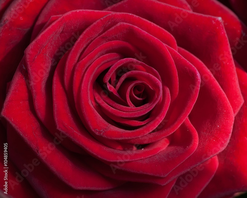 beautiful red rose of close up photo
