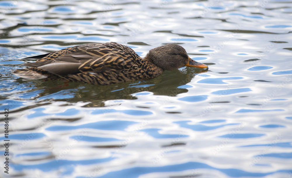 Weibchen der Stockente (Anas platyrhynchos) schwimmt auf Wasser und seiht Wasser durch Schnabel, Hessen, Deutschland Weibchen der Stockente (Anas platyrhynchos) schwimmt auf Wasser und seiht Wasser durch Schnabel, Hessen, Deutschland