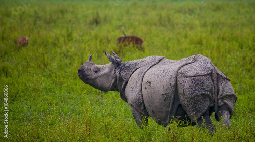 Wild Great one-horned rhinoceroses in the grass. India. 
