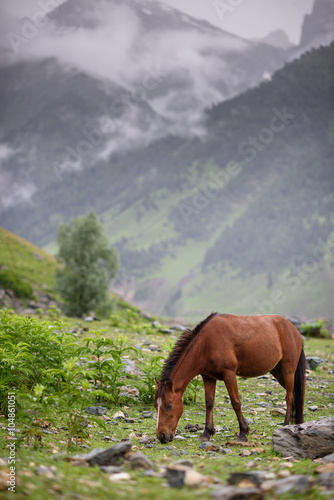 Horses  in the field of glass and rock  Northern India