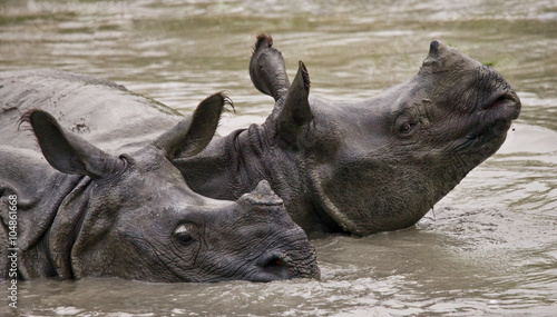 Two Wild Great one-horned rhinoceroses lying in a puddle. India.   © gudkovandrey