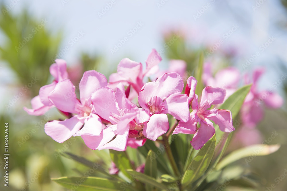 Pink oleandr Pink oleandr