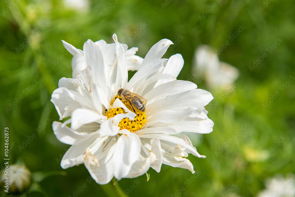 Obraz premium Gerbera