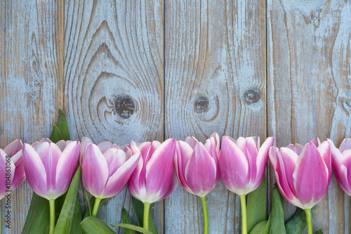 Fototapeta Naklejka Na Ścianę i Meble -  Rustic old grey wooden background with pink tulips in a line border wth empty copy space, a summer spring decoration mock up layout