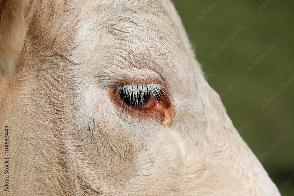 Eye of a Simmental cow in Switzerland Eye of a Simmental cow in Switzerland