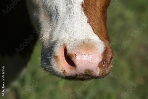 Nose of a Simmental cow in Switzerland