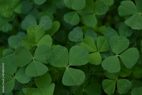Three leaved shamrocks 