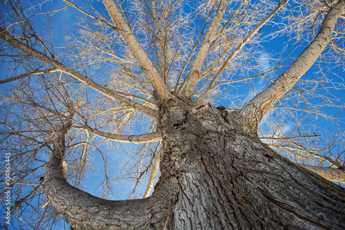 Photography Tall bare elm tree taken from bottom looking up