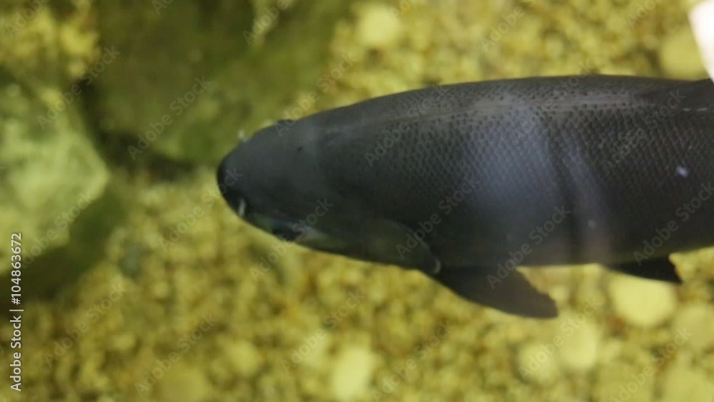 Pacu or Piaractus brachypomus Pacu or Piaractus brachypomus