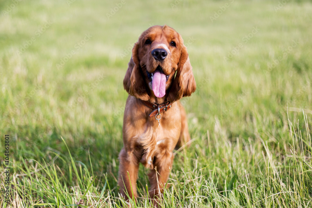 Beautiful red spaniel on the green grass in summer