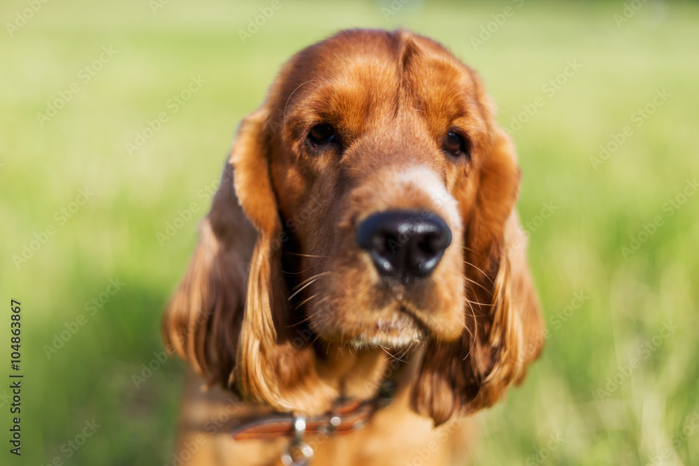 Beautiful red spaniel on the green grass in summer Beautiful red spaniel on the green grass in summer