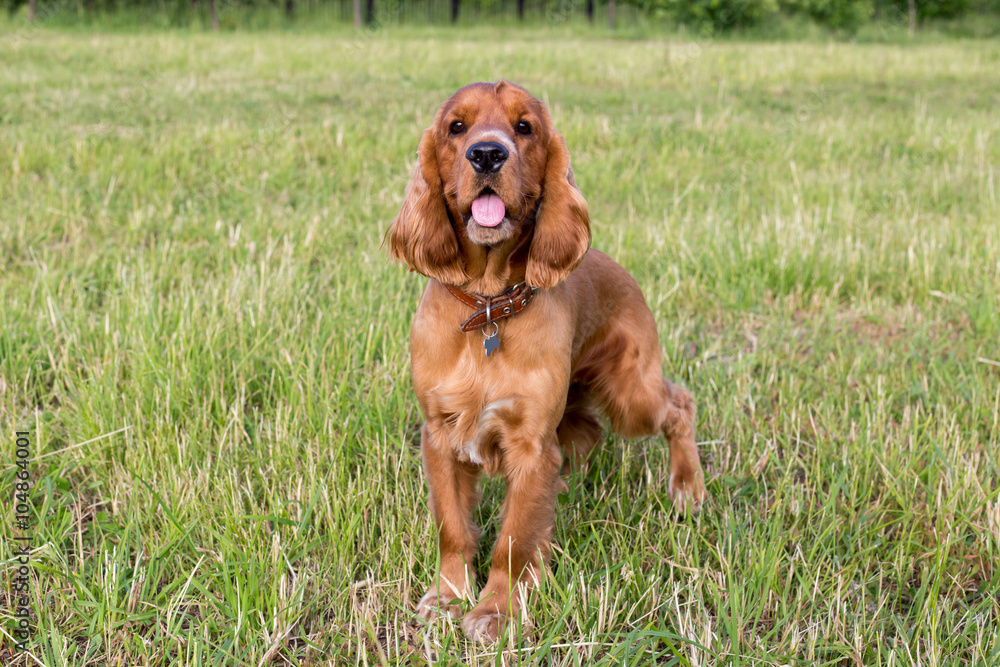 Beautiful red spaniel on the green grass in summer