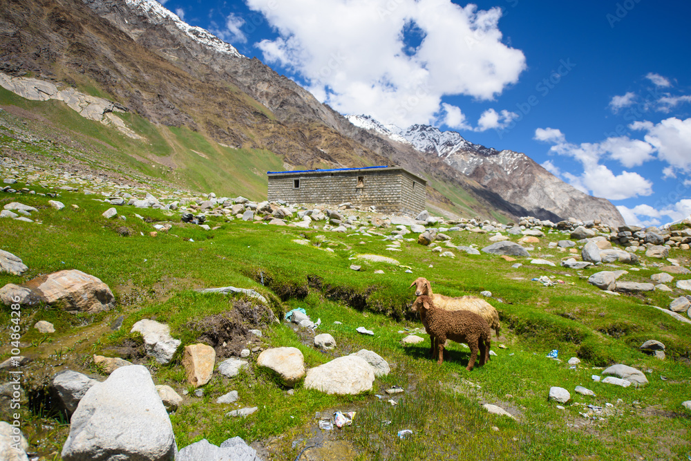 Sheep in field and moutain in Kashmir